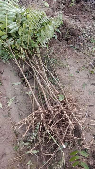 出售臭椿苗，巨峰葡萄苗。药用连翘苗，科研五号优质种苗，2/5年苗，药用连翘树，挂果树，全国包邮到家！财富密码18534302961