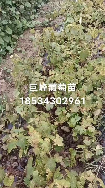 巨峰葡萄苗，一年扦插苗，苗圃基地直销。需要联系我18534302961