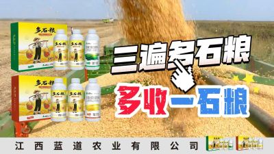 冬季种植，油菜，小麦，草莓等作物的，出现了除草剂药害，黄叶，僵苗，苗不长等问题，马上用多石粮，确保5天见到效果。