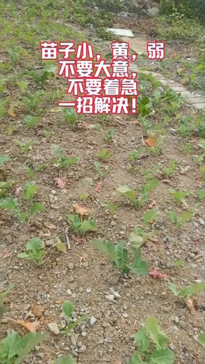 油菜苗子弱苗子小，就用多石粮，5天见效果。