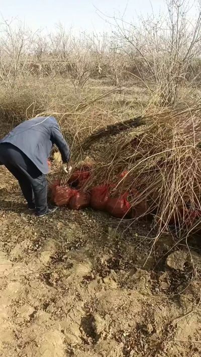 出售药用连翘苗，科研五号优质种苗，2/5年苗，药用连翘树，挂果树，全国包邮到家！财富密码18534302961出售药用连翘苗，科研五号优质种苗，2/5年苗，药用连翘树，挂果树，全国包邮到家！财富密码1