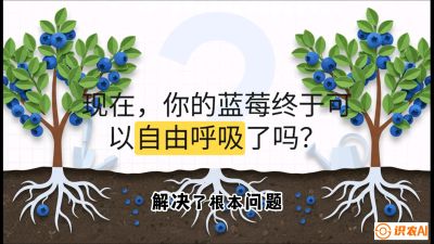 第3节：别把树&ldquo;憋死&rdquo;&mdash;&mdash;正确的定植与换盆手法,   课程：《蓝莓&ldquo;高产&rdquo;实战课：从选苗到丰收的10个关键点》