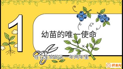 第6节：修剪决定产量（上）&mdash;&mdash;幼苗期与生长期修剪， 课程：《蓝莓&ldquo;高产&rdquo;实战课：从选苗到丰收的10个关键点》