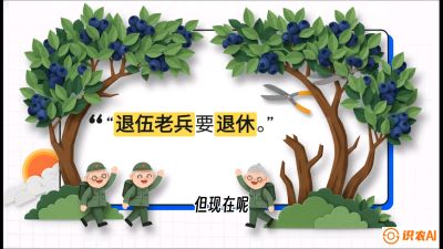 第7节：修剪决定产量（下）&mdash;&mdash;结果树的更新与疏果，课程：《蓝莓&ldquo;高产&rdquo;实战课：从选苗到丰收的10个关键点》