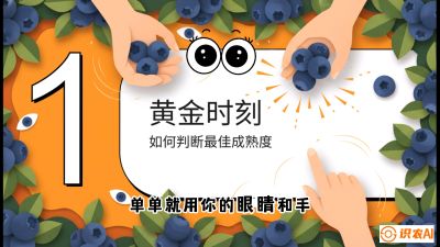 第10节：完美的&ldquo;果粉&rdquo;&mdash;&mdash;采摘时机与保鲜， 课程：《蓝莓&ldquo;高产&rdquo;实战课：从选苗到丰收的10个关键点》