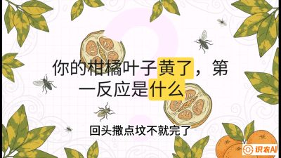 第一节：保命生死线&mdash;&mdash;黄龙病与木虱，课程：《柑橘十大病虫害：从入门到精通》