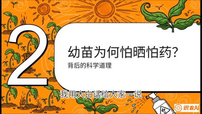 第02节：幼树管理&mdash;&mdash;&ldquo;防晒又防草，树势起得早&rdquo;，课程：《槟榔种植：从不懂到精通的10堂必修课》