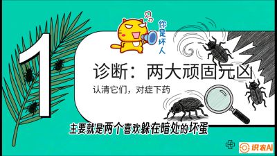 第06节：顽固虫害防治&mdash;&mdash;&ldquo;钻心虫与红蜘蛛，打准时间才服输&rdquo;《槟榔种植：从不懂到精通的10堂必修课》