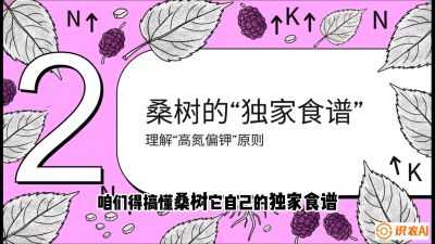 第04节：地下核动力&mdash;&mdash;桑树专用水肥一体化配方，课程：《桑海淘金：桑树高产与蚕桑安全进阶实战课》