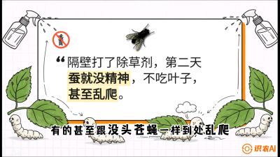 第05节：养蚕人的&ldquo;排雷战&rdquo;&mdash;&mdash;除草剂的生死禁忌，课程：《桑海淘金：桑树高产与蚕桑安全进阶实战课》