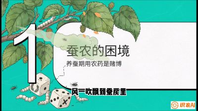 第06节：虫口夺叶（上）&mdash;&mdash;物理与生物防控绝技，课程《桑海淘金：桑树高产与蚕桑安全进阶实战课》