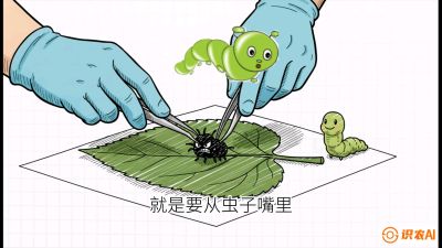第07节：虫口夺叶（下）&mdash;&mdash;不得不打药时的&ldquo;解毒术&rdquo;，课程：《桑海淘金：桑树高产与蚕桑安全进阶实战课》