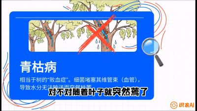 第08节：看不见的杀手&mdash;&mdash;青枯病与萎缩病，课程：《桑海淘金：桑树高产与蚕桑安全进阶实战课》