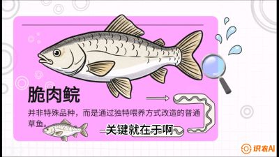 第六节：【老品升级&middot;脆肉鲩】如何让草鱼身价翻倍？，课程：《黄金鳞甲：2025中国淡水鱼高效养殖实战营》