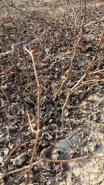 巨峰葡萄苗，一年扦插苗，，全国包邮到家！需要联系18534302961