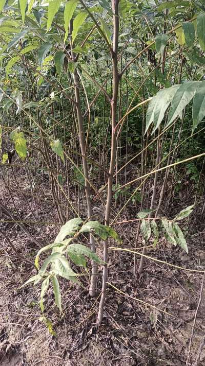 臭椿树苗，一年苗，需要联系我