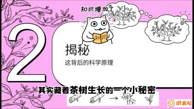 第04节（修剪篇）：树势复活术：从&ldquo;越剪越弱&rdquo;到&ldquo;枝繁叶茂&rdquo;的能量管理与夏秋茶逆袭，课程：《茶金时代：从&ldquo;看天吃饭&rdquo;到&ldquo;精准控局&rdquo;的茶叶高产提质实战课》