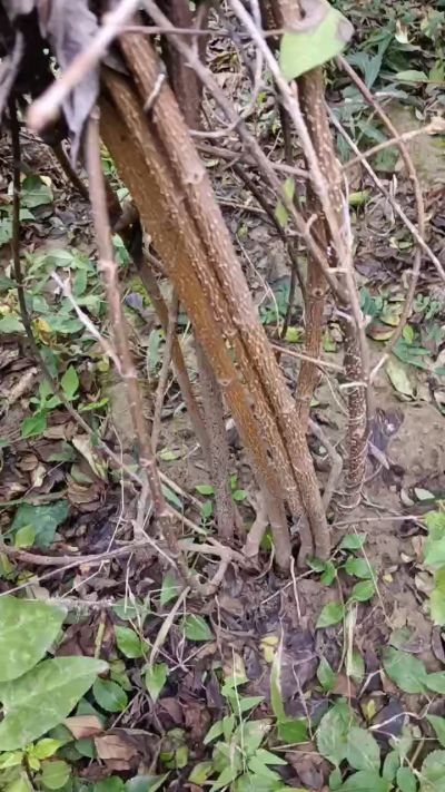 出售药用连翘苗，科研五号优质种苗，2/5年苗，药用连翘树，挂果树，全国包邮到家！财富密码18534302961出售药用连翘苗，科研五号优质种苗，2/5年苗，药用连翘树，挂果树，全国包邮到家！财富密码1