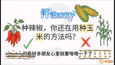 第1节：【品种定江山】工业辣椒vs小米辣：底肥公式与密度陷阱的&ldquo;百万生意经&rdquo;，课程：《辣椒种植实战特训营，从工业辣椒到精品小米辣，教你如何把&ldquo;草&rdquo;种成&ldquo;金&rdquo;》