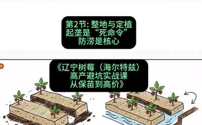 第二节： 整地与定植&mdash;&mdash;起垄是&ldquo;死命令&rdquo;，防涝是核心，课程：《辽宁树莓（海尔特兹）高产避坑实战课：从保苗到高价》