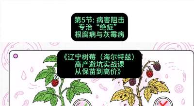 第五节： 病害阻击&mdash;&mdash;专治&ldquo;绝症&rdquo;根腐病与灰霉病，课程：《辽宁树莓（海尔特兹）高产避坑实战课：从保苗到高价》