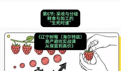 第六节： 采收与分级&mdash;&mdash;鲜食与加工的&ldquo;生死时速&rdquo;，课程：《辽宁树莓（海尔特兹）高产避坑实战课：从保苗到高价》