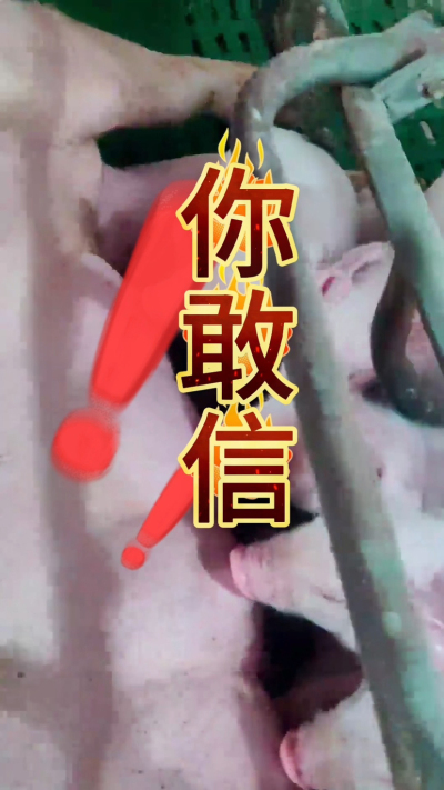 小猪抢不到奶，干瘦不长肉？成活率总上不去？😭
自从用上南商农科这款仔猪补奶机，再也没这烦恼！
✅ 一键设置下料参数，新手也能上手
✅ 恒温补奶，小猪抢着喝，长势超均匀
从车间精工组装到猪场落地使用，每