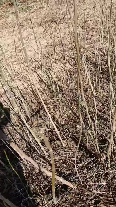 出售臭椿苗，巨峰葡萄苗。药用连翘苗，科研五号优质种苗，2/5年苗，药用连翘树，挂果树，全国包邮到家！财富密码18534302961