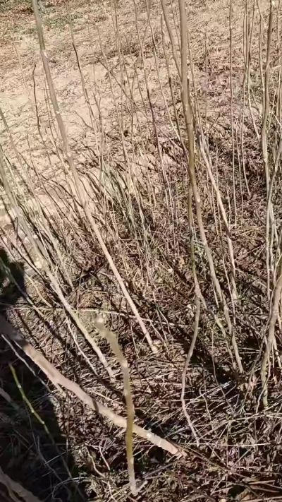 出售臭椿苗，巨峰葡萄苗。药用连翘苗，科研五号优质种苗，2/5年苗，药用连翘树，挂果树，全国包邮到家！财富密码18534302961