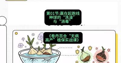 第01节：赢在起跑线&mdash;&mdash;种球的&ldquo;洗澡&rdquo;与&ldquo;消毒&rdquo;，课程：《卷丹百合&ldquo;无病高产&rdquo;植保实战课》#识农AI