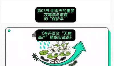 第03节：阴雨天的噩梦&mdash;&mdash;灰霉病与疫病的&ldquo;保护伞&rdquo;，课程：《卷丹百合&ldquo;无病高产&rdquo;植保实战课》#识农AI