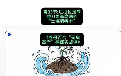 第05节：烂根也是病&mdash;&mdash;镰刀菌基腐病的&ldquo;土壤消毒术&rdquo; ，课程：《卷丹百合&ldquo;无病高产&rdquo;植保实战课》#识农AI