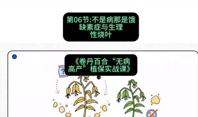 第06节：不是病那是饿&mdash;&mdash;缺素症与生理性烧叶 ，课程：《卷丹百合&ldquo;无病高产&rdquo;植保实战课》#识农AI