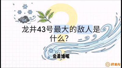 第04节：龙井双璧&mdash;&mdash;龙井43与群体种的差异化护养（重点），课程：《茗茶卫士&mdash;&mdash;茶叶病虫害绿色防控实战课》#识农AI