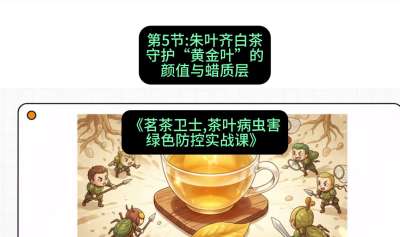 第05节：朱叶齐白茶&mdash;&mdash;守护&ldquo;黄金叶&rdquo;的颜值与蜡质层（重点），课程：《茗茶卫士&mdash;&mdash;茶叶病虫害绿色防控实战课》#识农AI