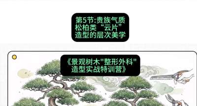 第05节：贵族气质&mdash;&mdash;松柏类&ldquo;云片&rdquo;造型的层次美学，课程：《景观树木&ldquo;整形外科&rdquo;造型实战特训营》#识农AI