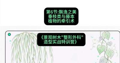 第06节：飘逸之美&mdash;&mdash;垂枝类与藤本植物的牵引术，课程：《景观树木&ldquo;整形外科&rdquo;造型实战特训营》#识农AI